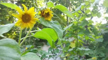 Sarı ayçiçeğinin doğal arkaplanı.