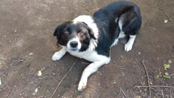 Gros Plan Muselière Chien Blanc Noir — Video