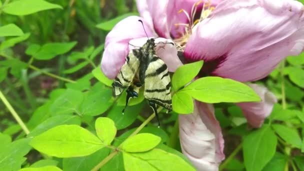 Witte Grote Vlinder Roze Bloem — Stockvideo