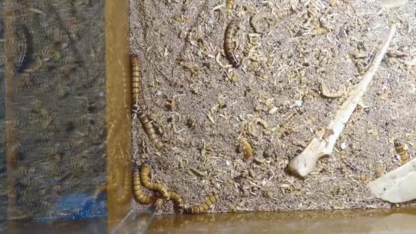 Mealworm larvae for feeding animal, many worms on a sand — Stock Footage Mealworm Larvae Feeding Animal Many Worms Sand Stock Footage