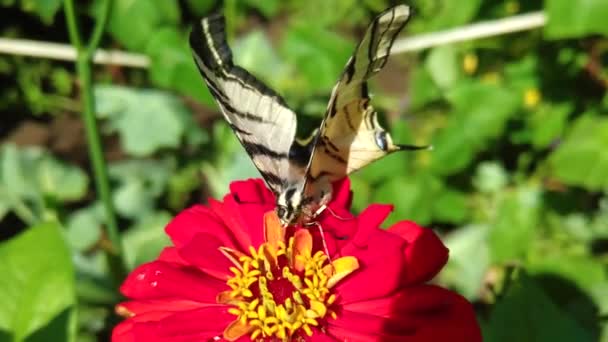 Mariposa Cola Golondrina Papilionidae Sobre Flor Roja — Vídeos de Stock
