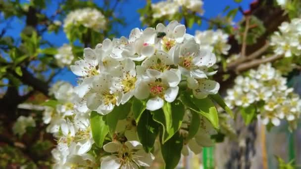 Białe Kwiaty Gałęzi Wiosennego Drzewa — Wideo stockowe