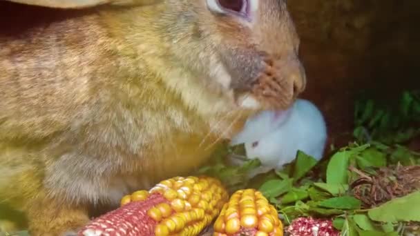 Brown Rabbit Eat Corn Closeup — Stock Video