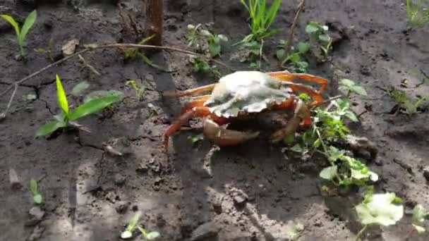 Crabs Walk Ground Sand Nature — Stock Video