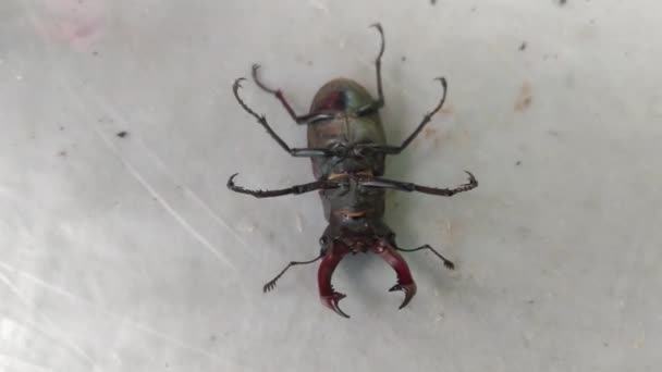 Kever Zijn Rug Hertenkever Lucanus Cervus Een Witte Achtergrond — Stockvideo