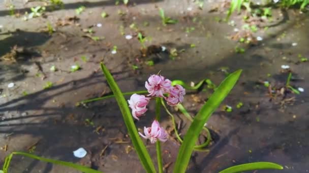 Hyacinth Spring Flower Garden — Stock Video