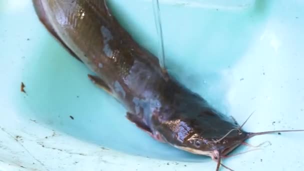 Gros Plan Poisson Chat Africain Vous Regardant — Video