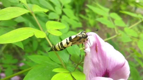 Borboleta Grande Branca Flor Rosa — Vídeo de Stock