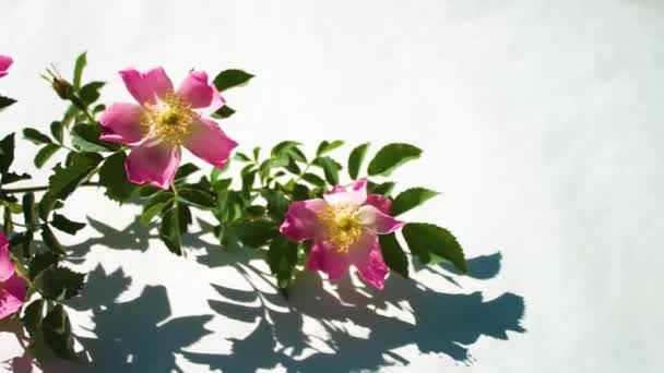 Églantier Rose Rose Chien Fleur Gros Plan Sur Fond Blanc — Video