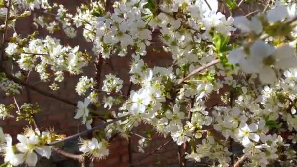 Flores Blancas Rama Árbol Primavera — Vídeo de stock
