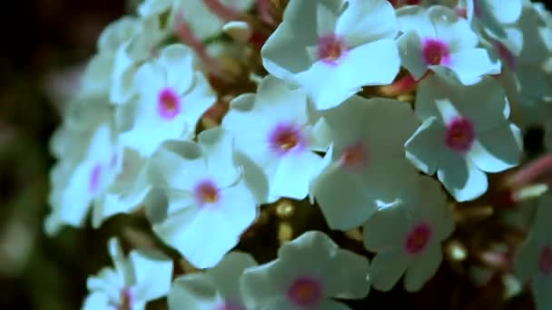 Розовый Цветок Флокс Саду — стоковое видео