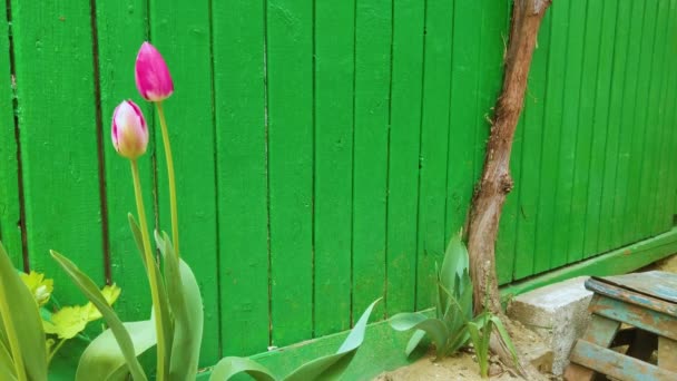 Primavera Flor Tulipán Rojo Jardín — Vídeos de Stock