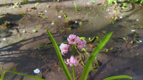 Квітка Гіацинту Навесні Саду — стокове відео