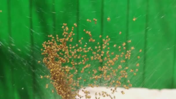 Newborn Spiders Small Spiders Web — Stock Video