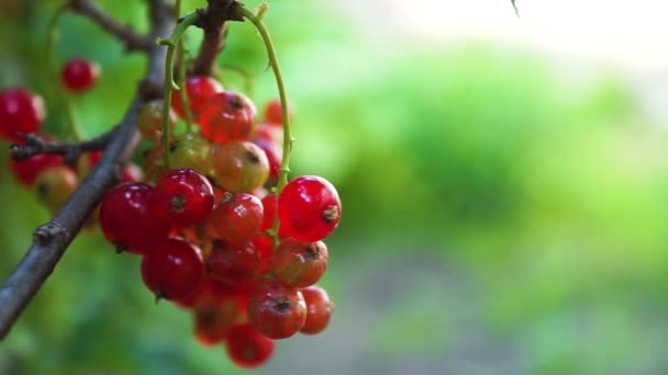 Frutti Rossi Ribes Freschi Giardino Ribes Rosso Bacche Mature Succose — Video Stock