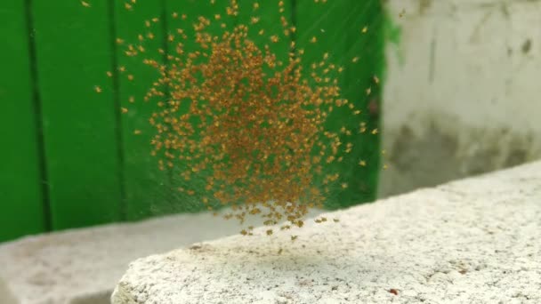 태어난 거미들 거미줄에 거미들 — 비디오