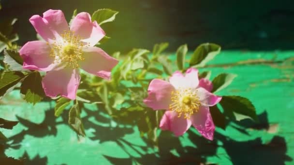 Розовый Шиповник Роза Собаки Цветок Крупным Планом Зеленом Фоне — стоковое видео
