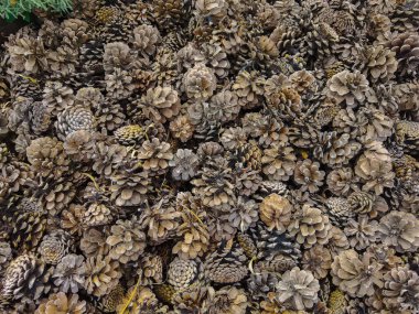 ağaç çam kozalakları arkaplan dokusu