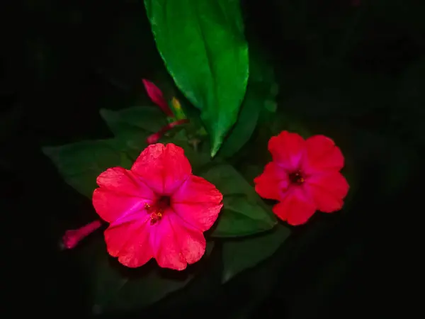 Gyönyörű Rózsaszín Virágok Mirabilis Jalapa Növény Növekszik Virágzik Kertben Éjjel — Stock Fotó