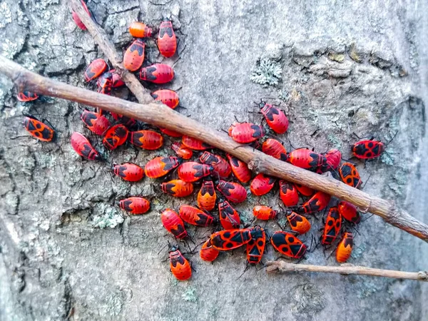 Primer Plano Muchos Firebug Grupo Escarabajo Rojo Macro — Foto de Stock