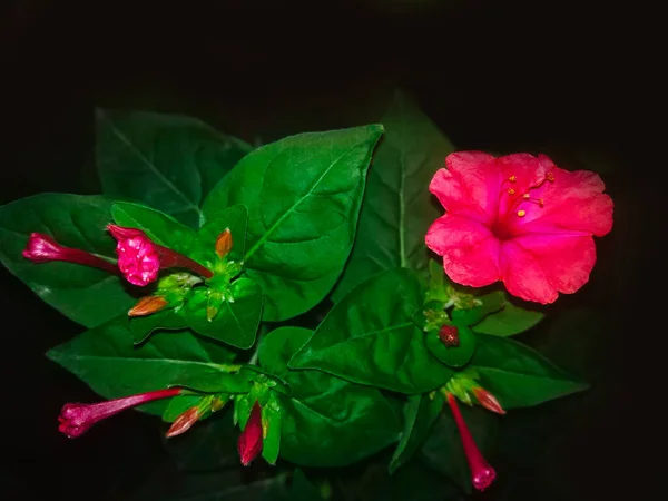 Hermosas Flores Rosadas Planta Mirabilis Jalapa Creciendo Floreciendo Jardín Por — Foto de Stock