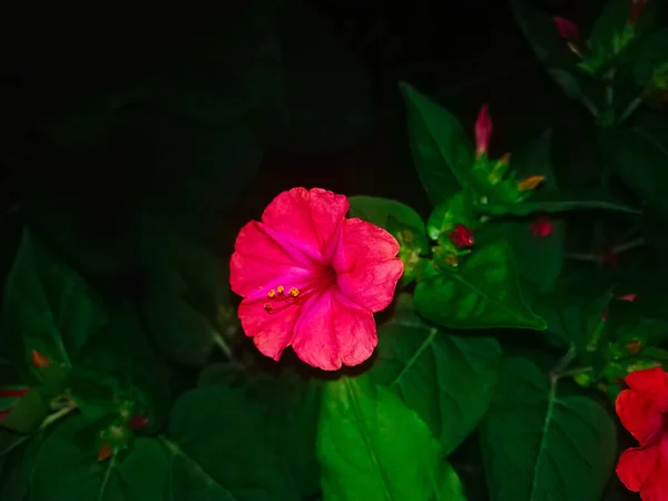 Όμορφα Ροζ Λουλούδια Του Φυτού Mirabilis Jalapa Που Μεγαλώνουν Και — Φωτογραφία Αρχείου