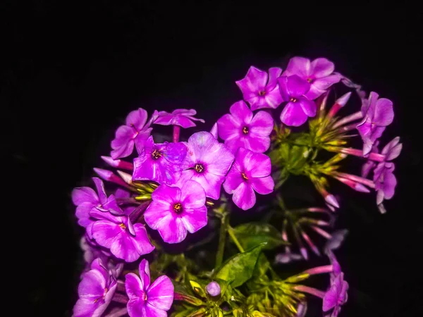 Flor Phlox Rosa Sobre Fondo Negro — Foto de Stock