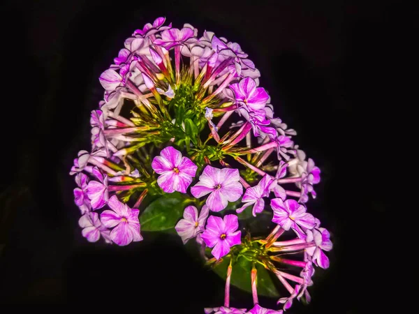 Flor Phlox Rosa Sobre Fondo Negro — Foto de Stock