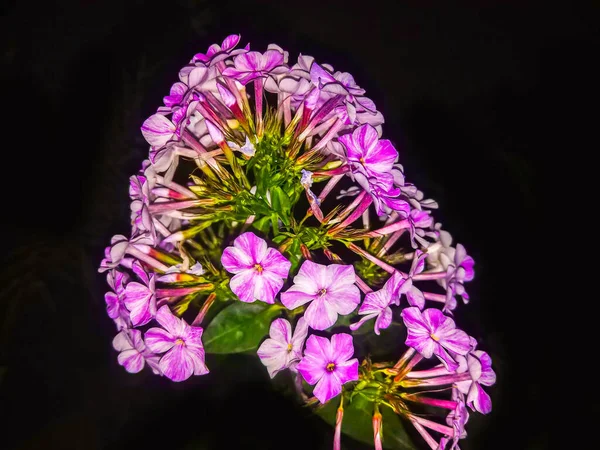 Flor Phlox Rosa Sobre Fondo Negro — Foto de Stock