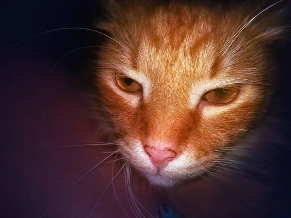 Closeup Red Fluffy Muzzle Cat Black Background — Stock Photo, Image