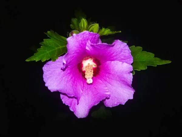 Closeup Ιβίσκος Ροζ Λουλούδι Μαύρο Φόντο — Φωτογραφία Αρχείου