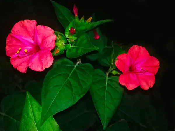 Hermosas Flores Rosadas Planta Mirabilis Jalapa Creciendo Floreciendo Jardín Por — Foto de Stock