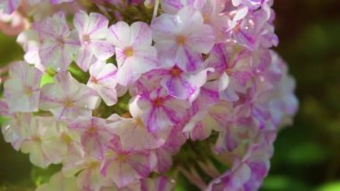 Bahçede pembe Phlox çiçeği