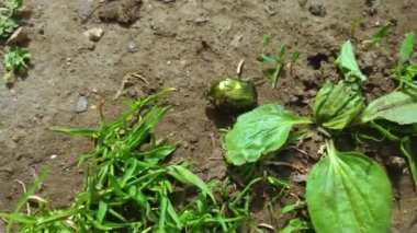 Güneşli bir yaz gününde güzel, parlak bir Shafer böceği (Cetonia Aurata)