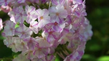 Bahçede pembe Phlox çiçeği