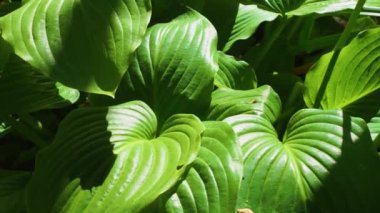 Hosta çiçeği yeşil yapraklar arka plan