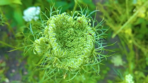 White Dill Flower Fresh Healthy Herbs Umbrella Shaped Seeds Grow — Stock Video