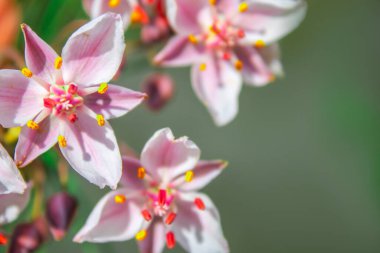 Butomus. Güzel pembe çiçekler yakın plan. Butomus, su kaynaklarının kıyısında yetişen saydam bir çiçek bitkisidir. Kıyı bitkileri. Çiçek arka planı