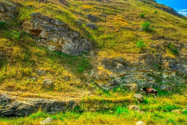 Идиллический Вид Выпаса Коров Горном Пастбище — стоковое фото