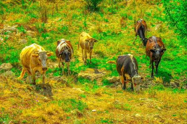 Vista Idílica Vacas Pastando Pasto Montanha — Fotografia de Stock