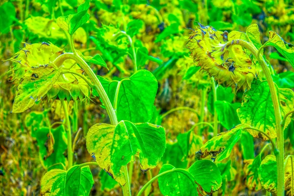 Ein Riesiges Sonnenblumenfeld Für August Sommer — Stockfoto