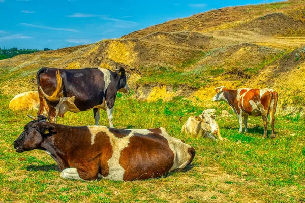 Vista Idilliaca Mucche Pascolo Pascolo Montagna — Foto Stock
