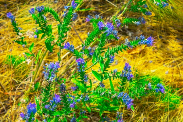 Automne Violette Fleurs Sauvages Dans Herbe Sèche — Photo