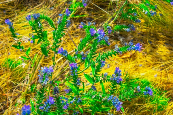 Autumn Violet Wildflowers Dry Grass — Stock Photo, Image