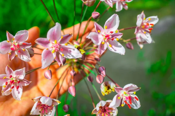 Бутомієліт Красиві Рожеві Квіти Руці Фон Природи — стокове фото