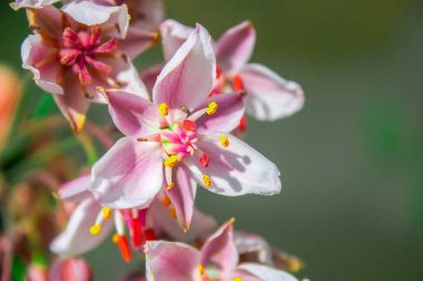 Butomus. Güzel pembe çiçekler yakın plan. Butomus, su kaynaklarının kıyısında yetişen saydam bir çiçek bitkisidir. Kıyı bitkileri. Çiçek arka planı