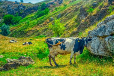 Dağ otlağında otlayan ineklerin cennet manzarası