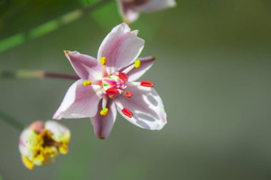 Butomus. Güzel pembe çiçekler yakın plan. Butomus, su kaynaklarının kıyısında yetişen saydam bir çiçek bitkisidir. Kıyı bitkileri. Çiçek arka planı