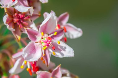 Butomus. Güzel pembe çiçekler yakın plan. Butomus, su kaynaklarının kıyısında yetişen saydam bir çiçek bitkisidir. Kıyı bitkileri. Çiçek arka planı