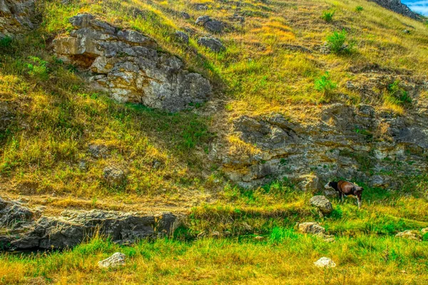 Idylický Pohled Pasoucí Krávy Horských Pastvinách — Stock fotografie